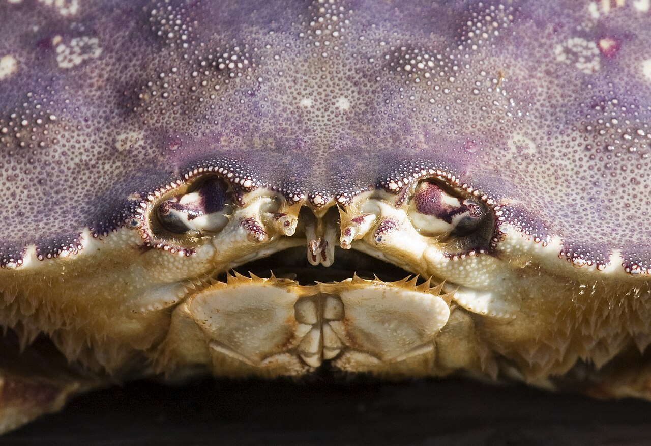 Close view of a living Dungeness crab