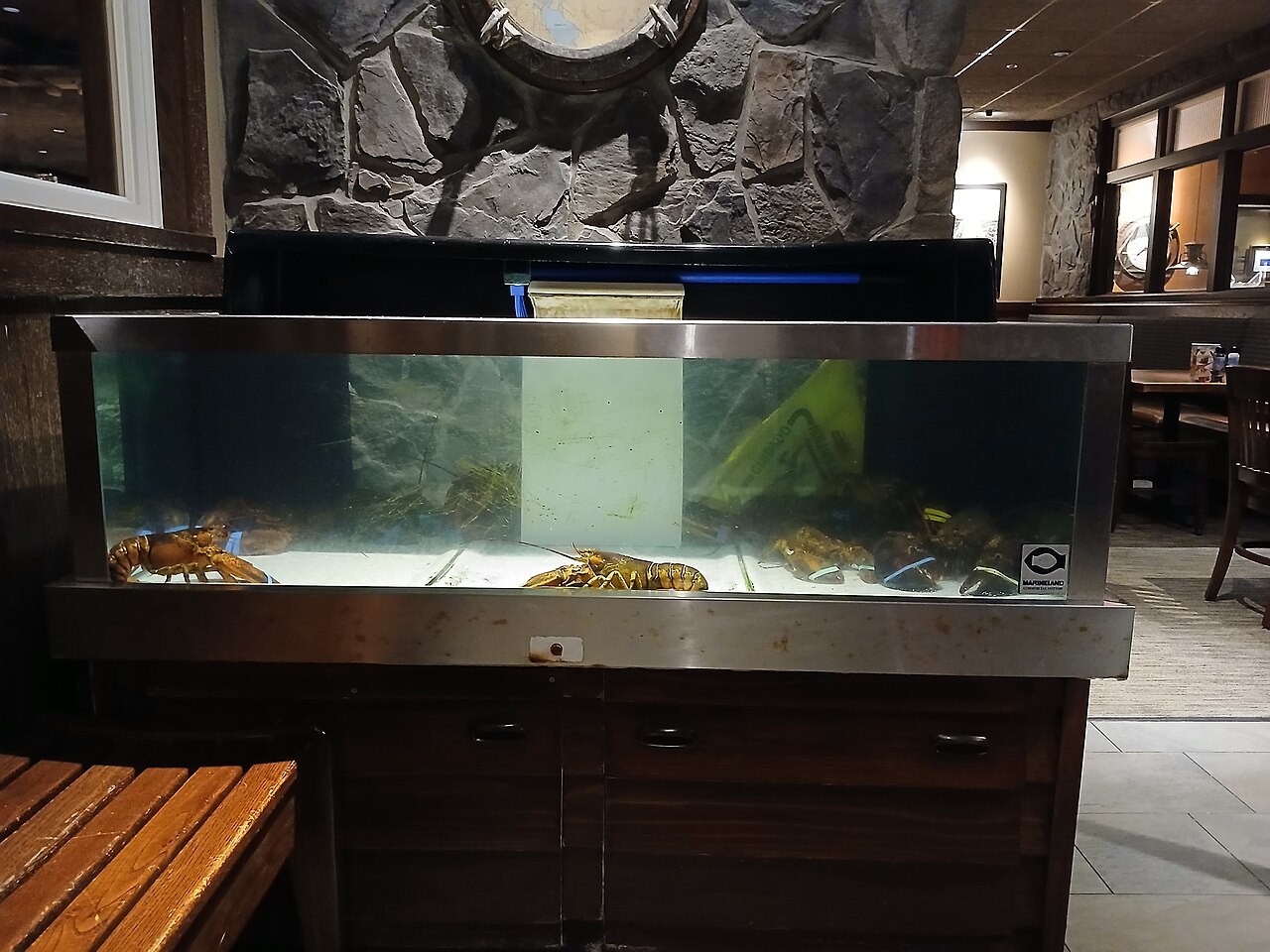 Several live lobsters in a restaurant tank